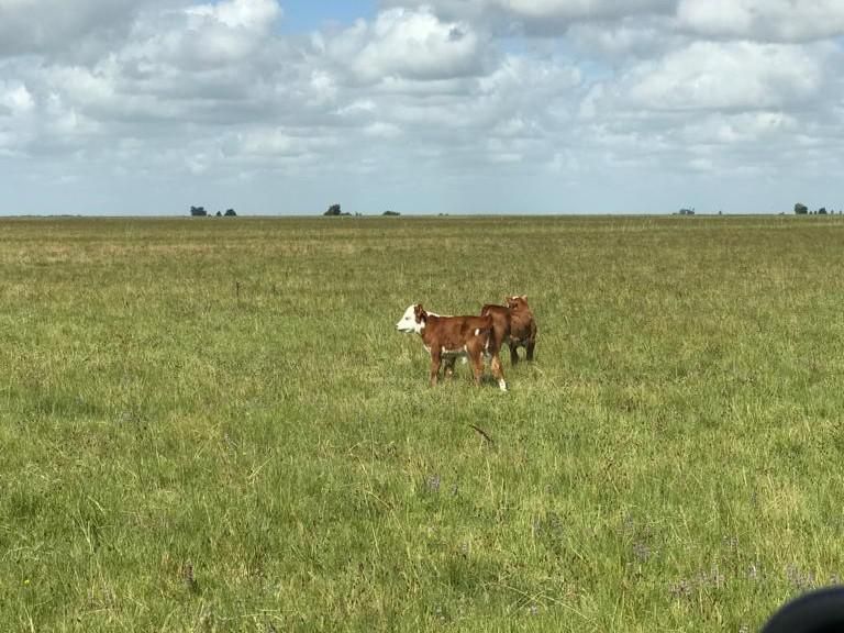 Campo EN VENTA
