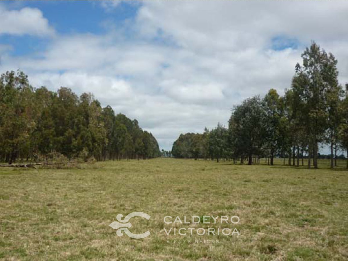 Campo EN VENTA