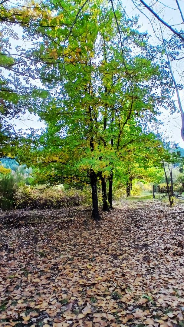 Campo EN VENTA