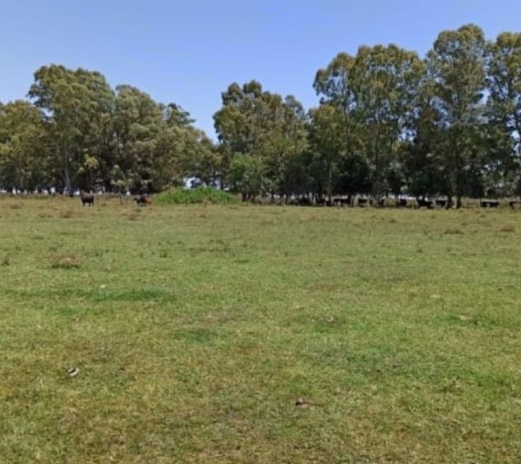 Campo en 