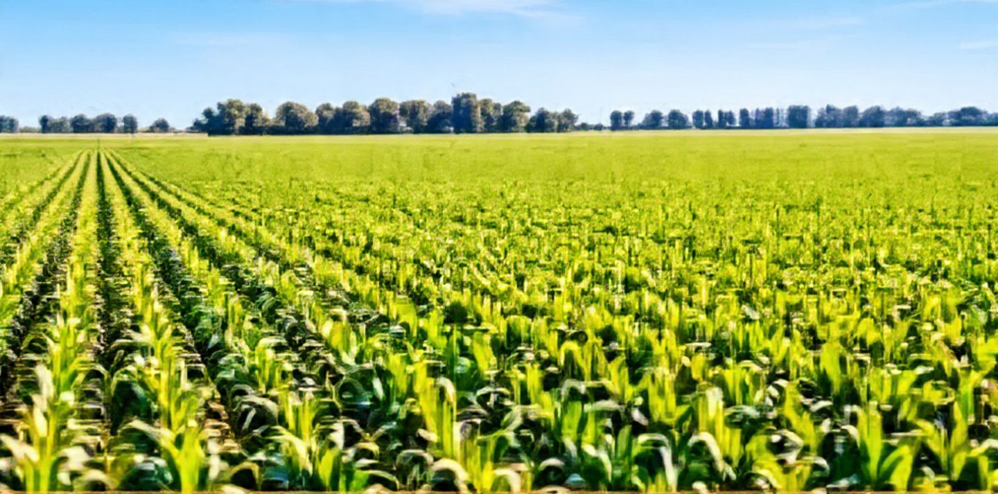 Campo en 
