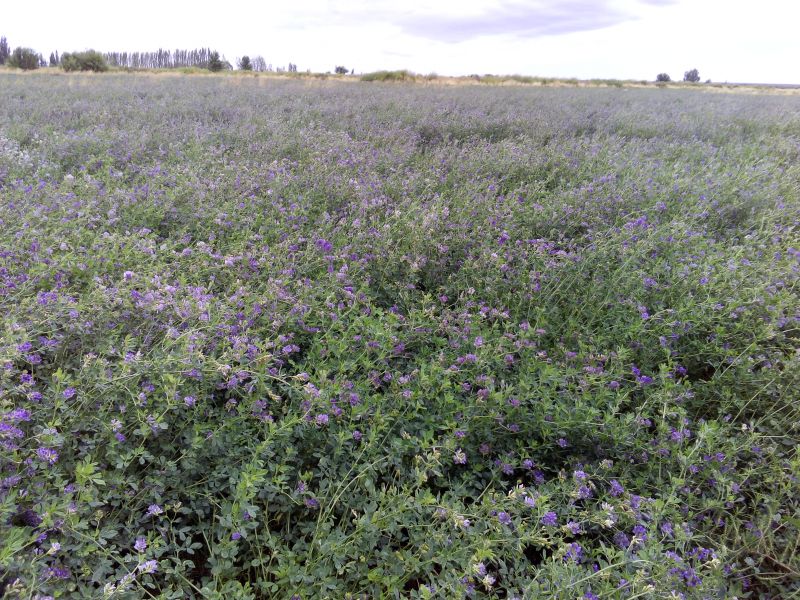 Campo EN VENTA