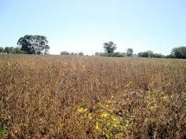Campo EN VENTA