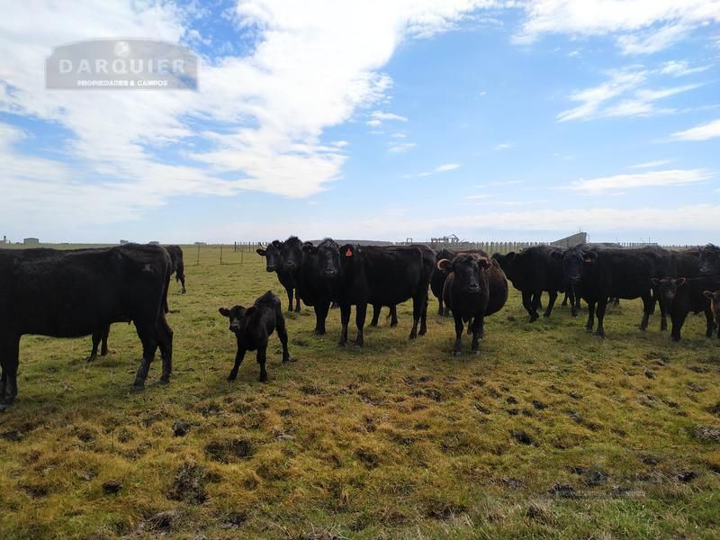 Campo EN VENTA