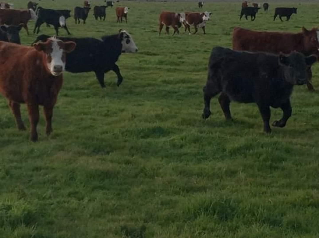 Campo en RUTA 2