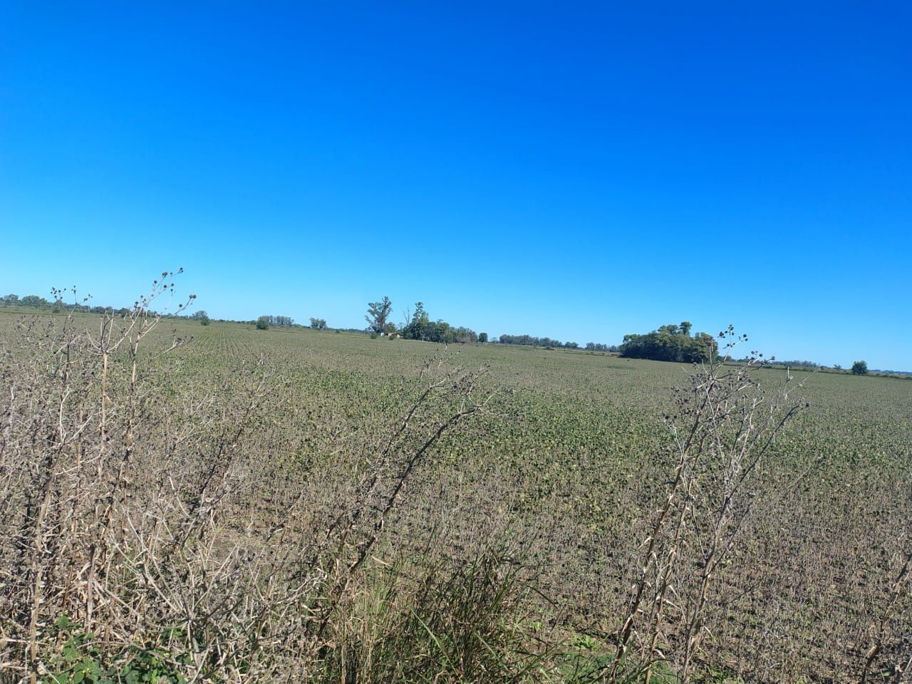 Campo en Venta en Zarate, G.B.A. Zona Norte
