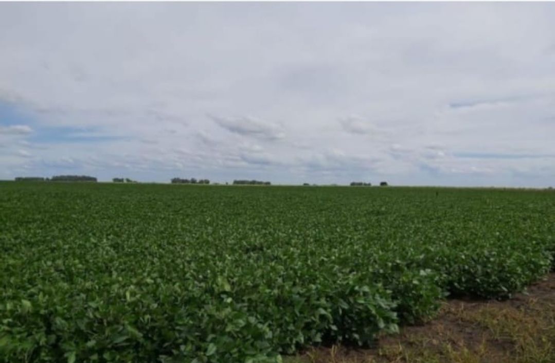 Campo en 