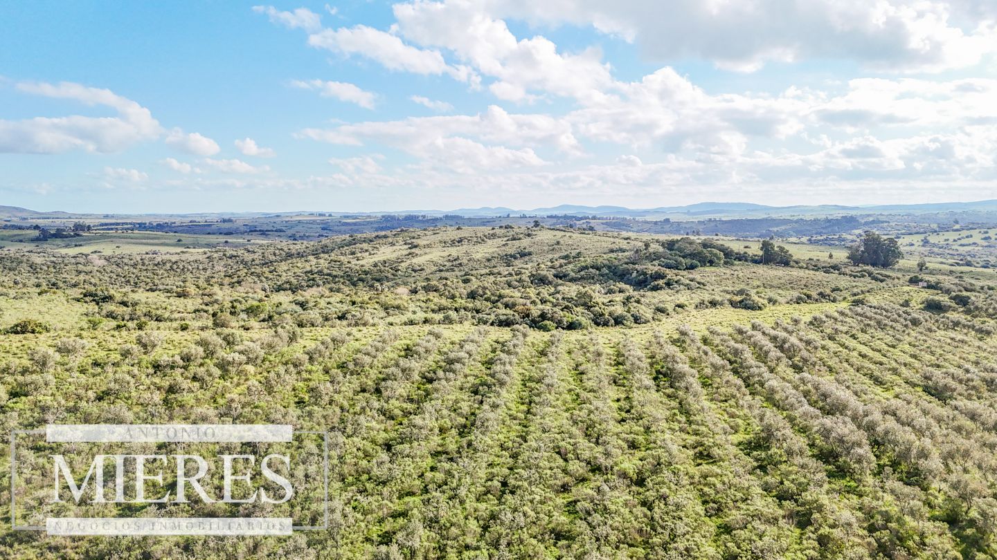 Campo EN VENTA