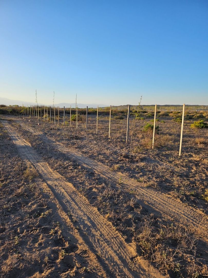 Lote en Venta en Lujan de Cuyo, Mendoza