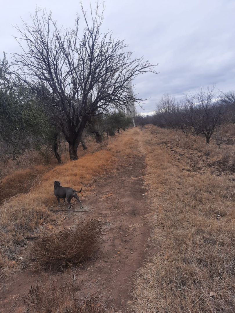 Campo en Venta en Junin, Buenos Aires Interior