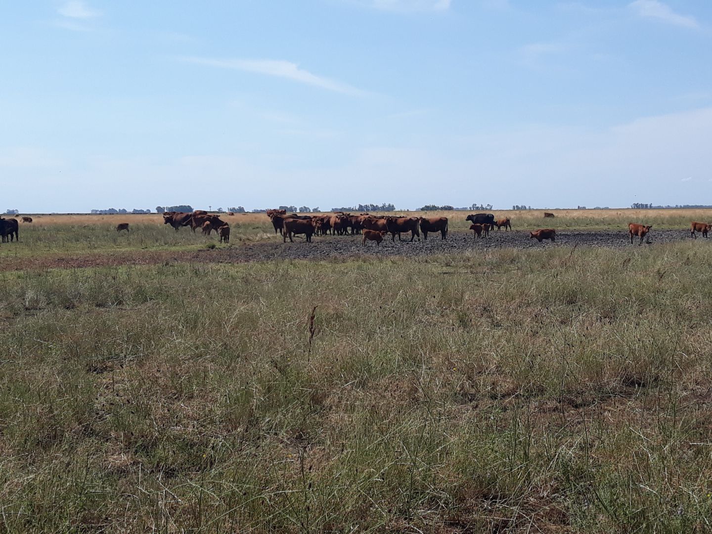 Campo EN VENTA