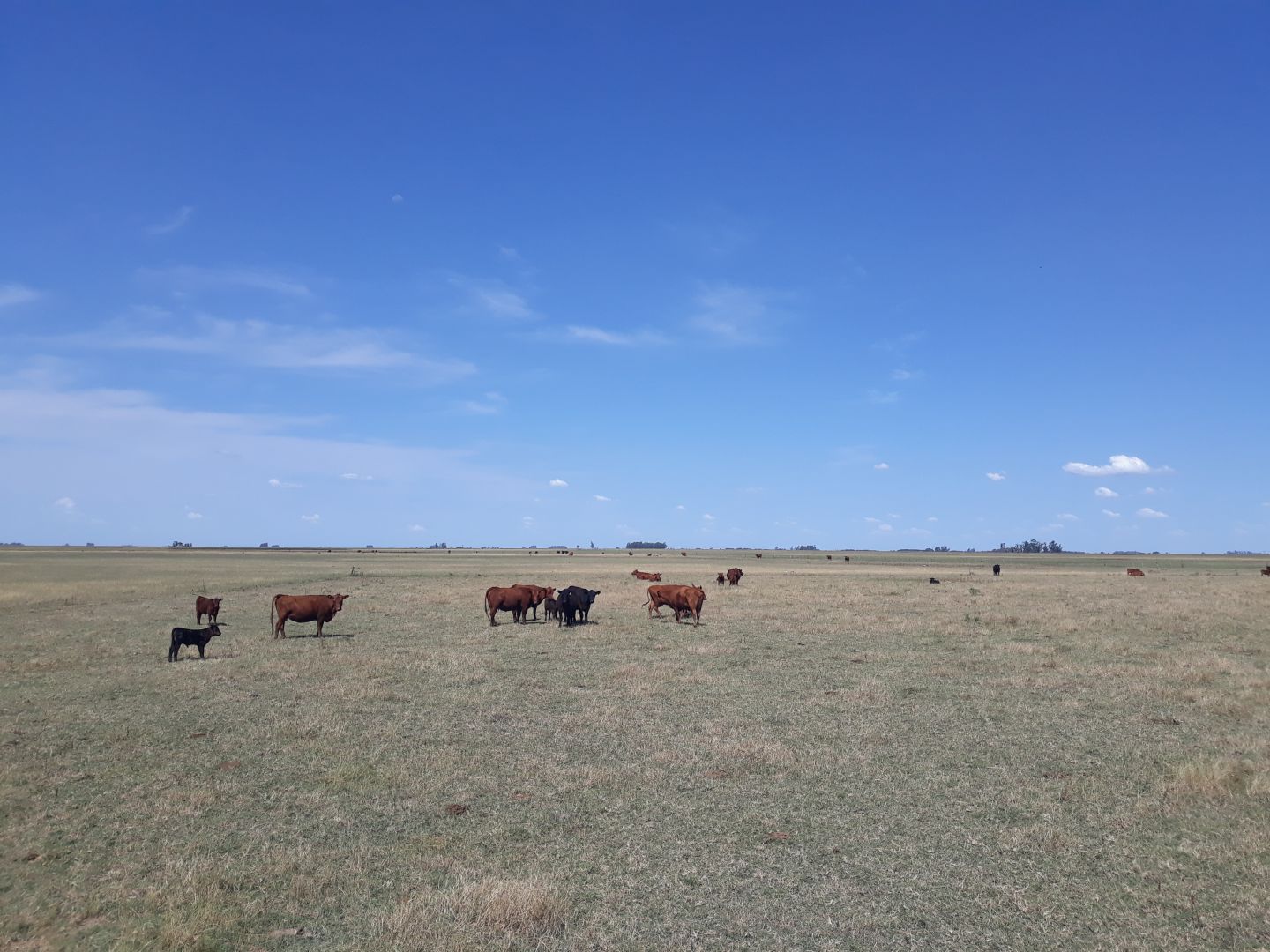 Campo EN VENTA