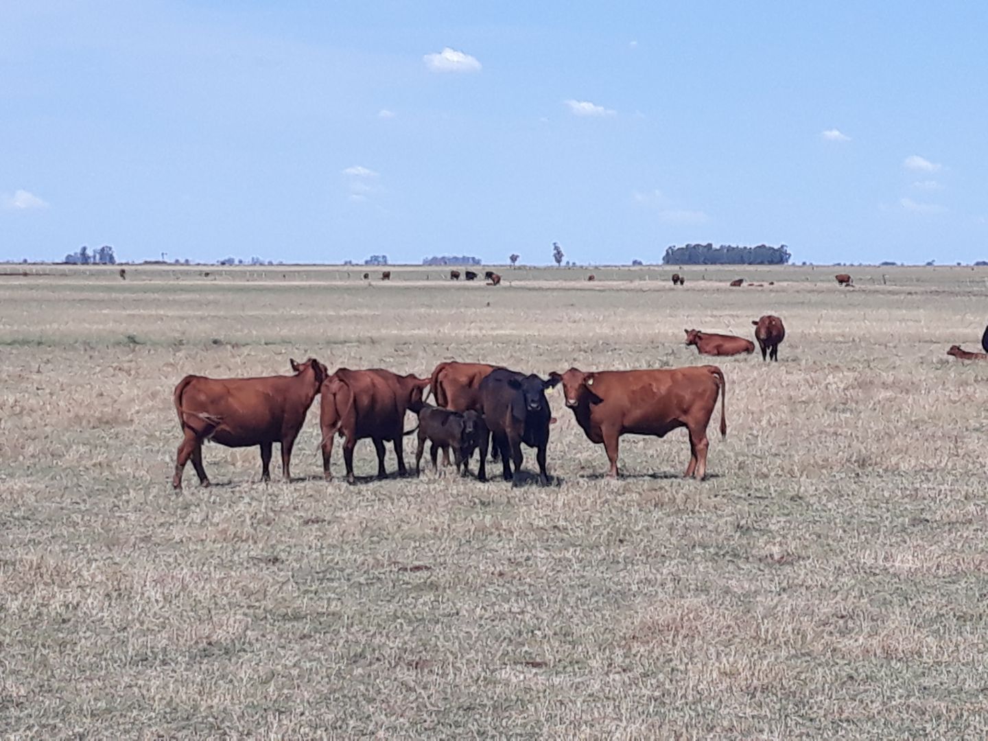 Campo EN VENTA
