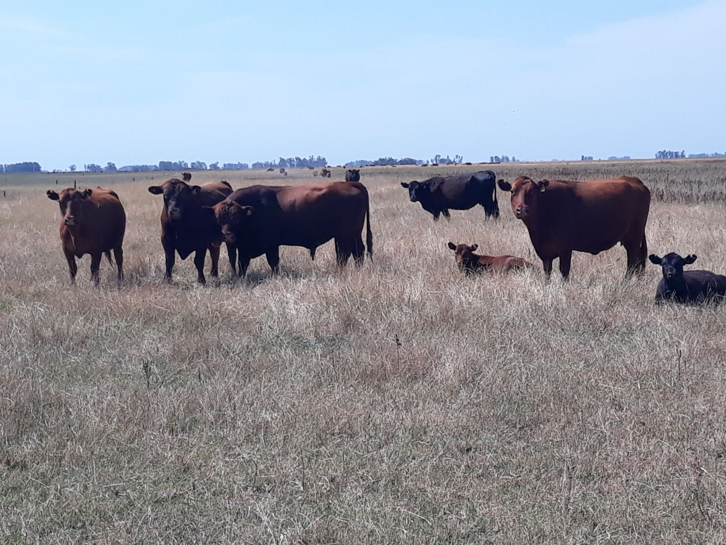 Campo EN VENTA