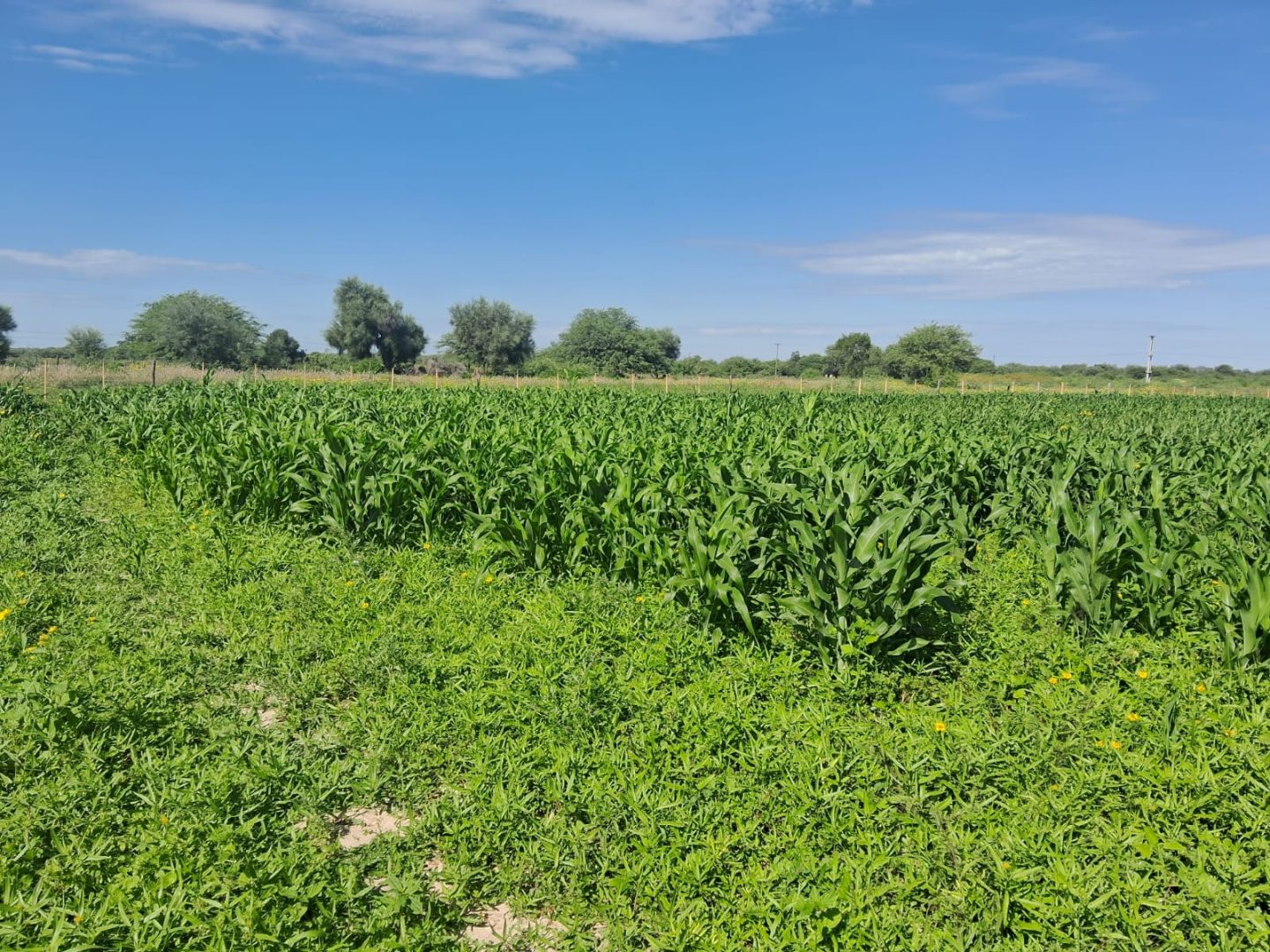 Campo EN VENTA