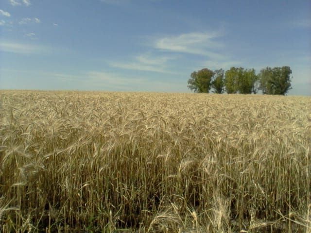 Campo EN ALQUILER