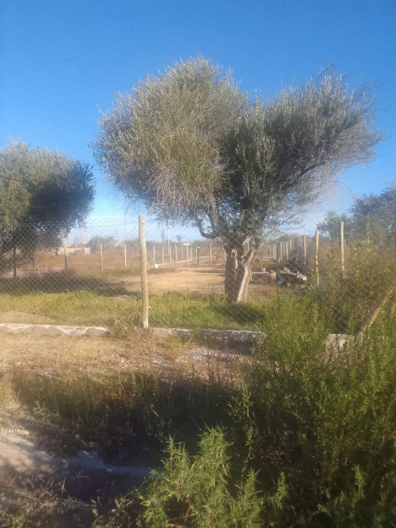 Lote en Venta en Lujan de Cuyo, Mendoza