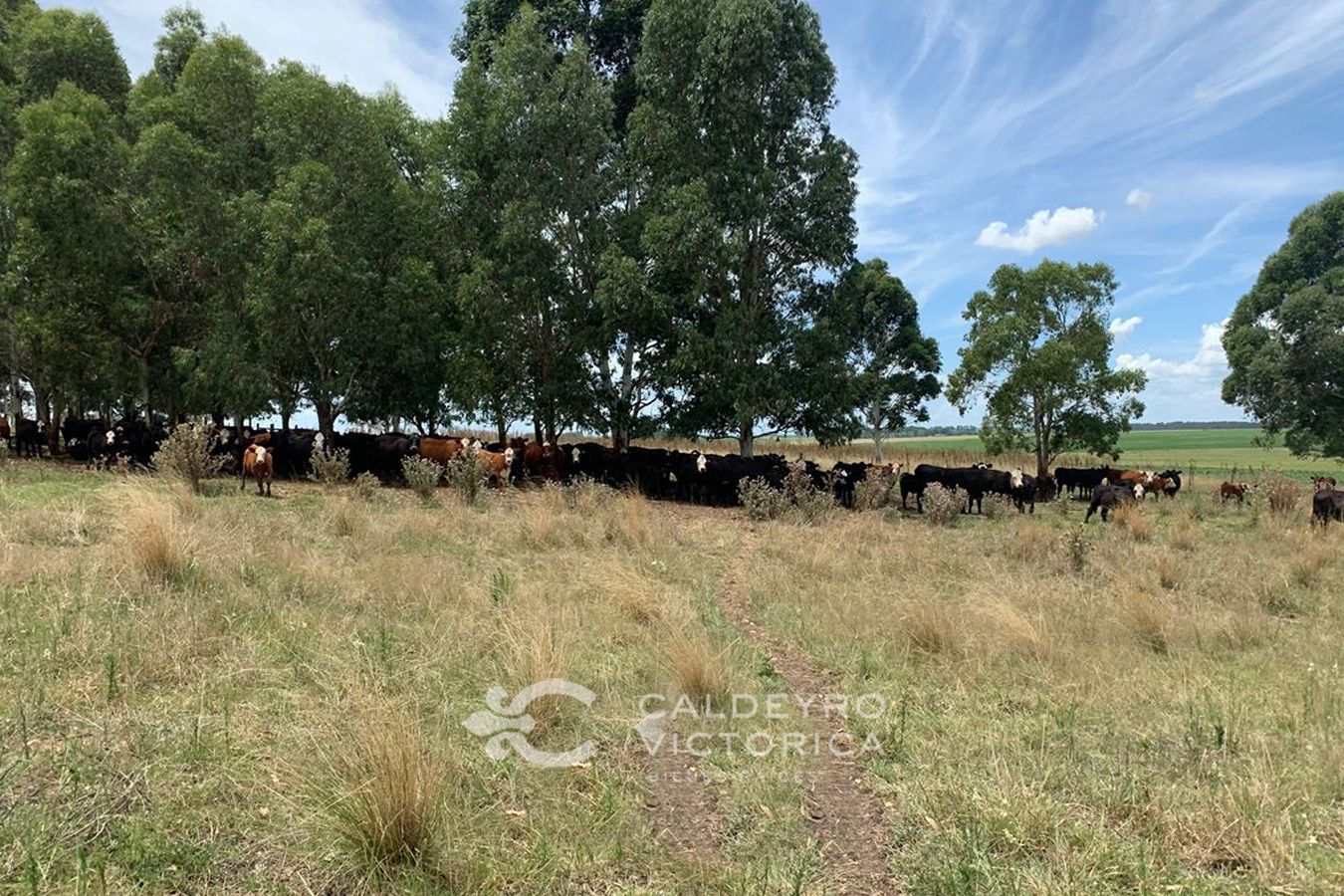 Campo EN VENTA