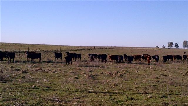 Campo EN VENTA