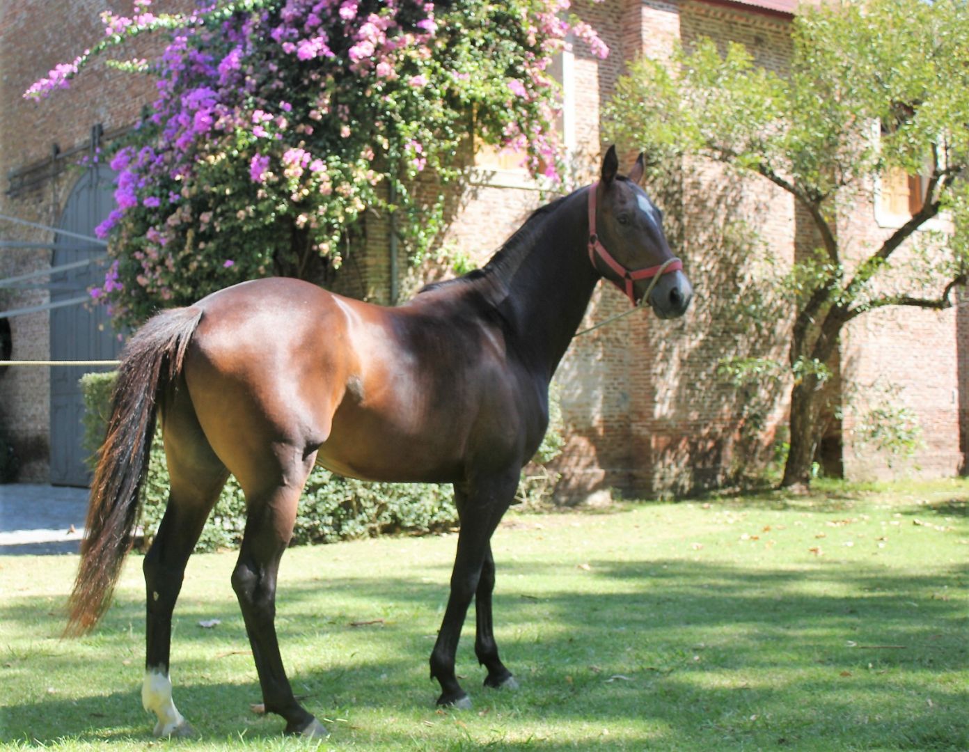 VENTA DE LOTE EN Brandsen - 8