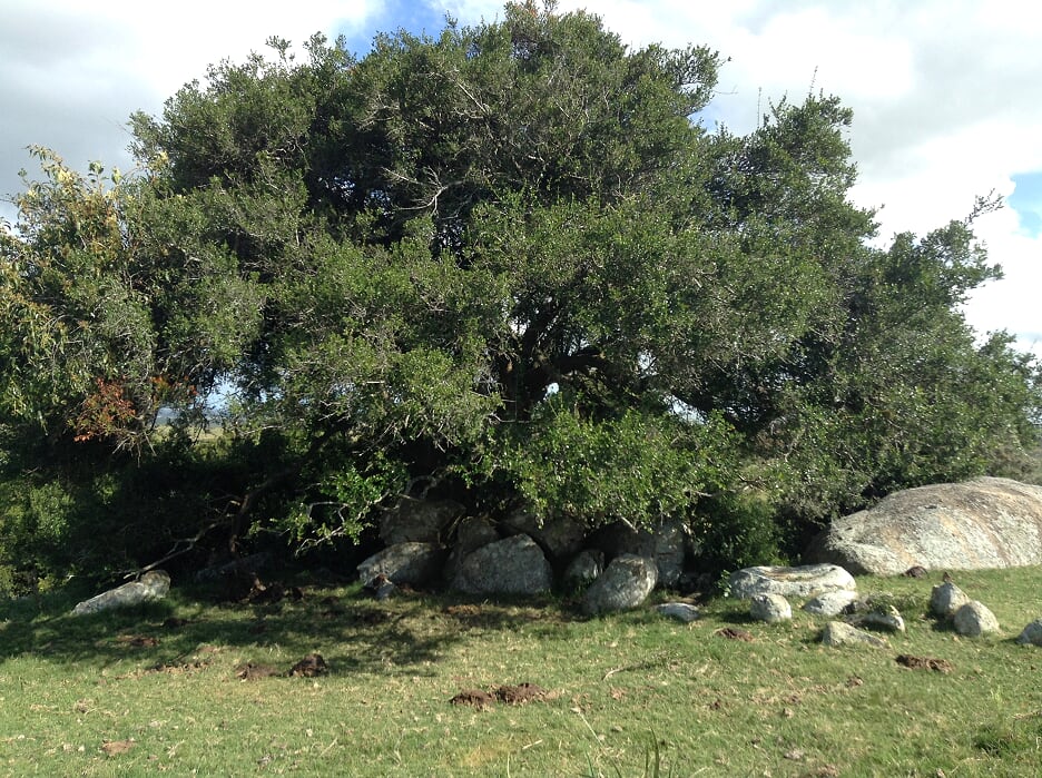 Campo EN VENTA