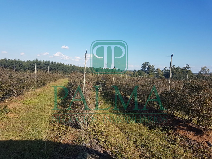 Quinta EN VENTA