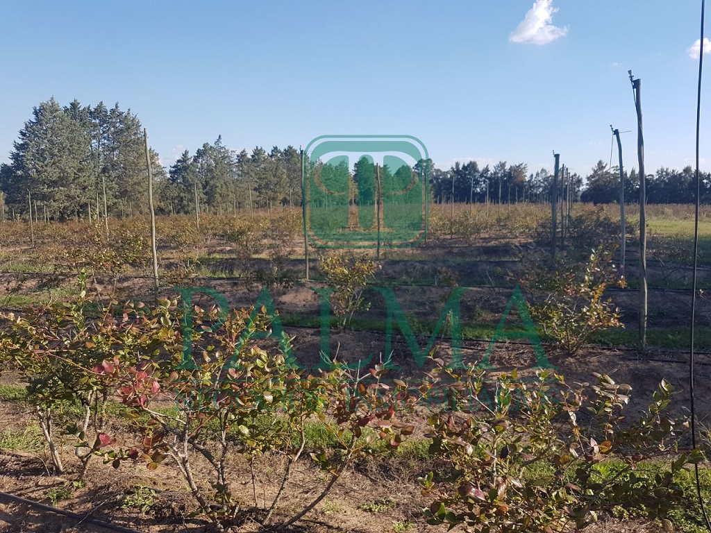 Quinta EN VENTA