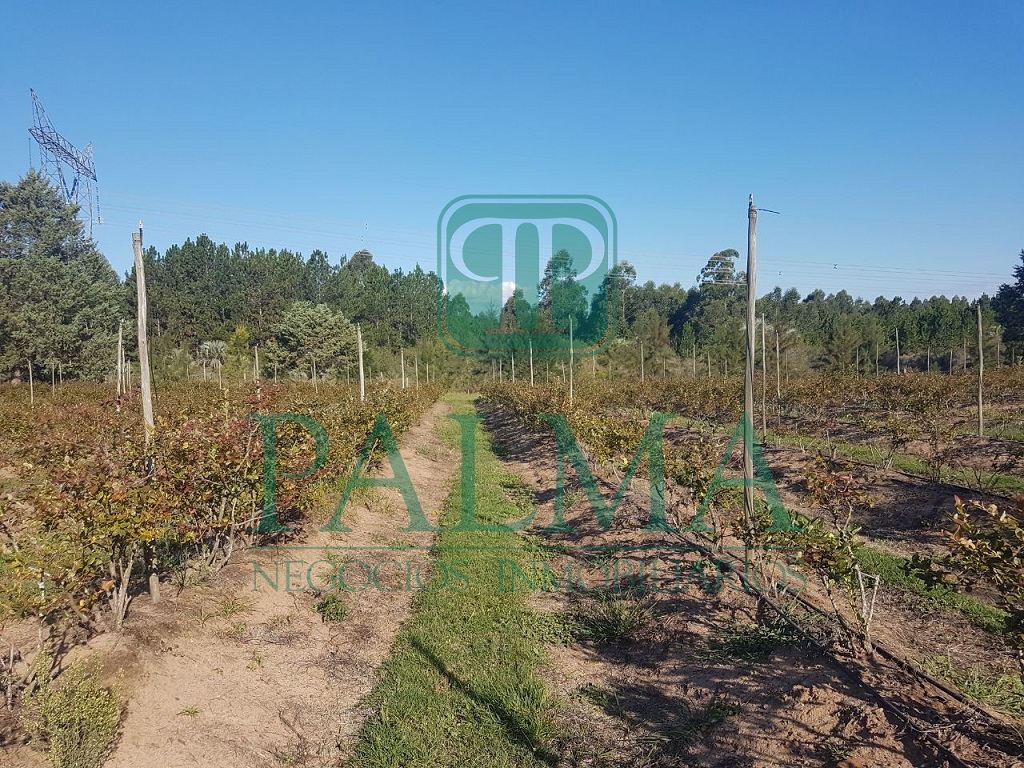 Quinta EN VENTA