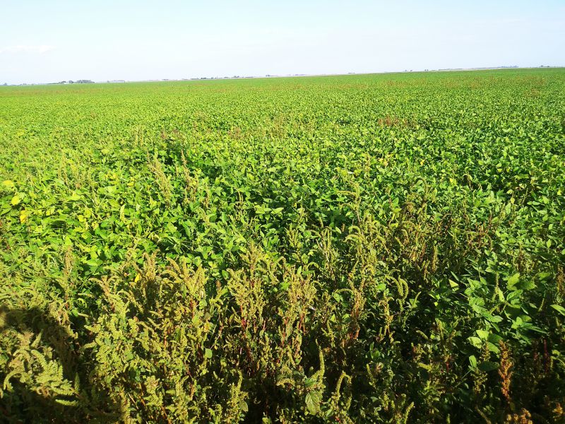 Campo en venta