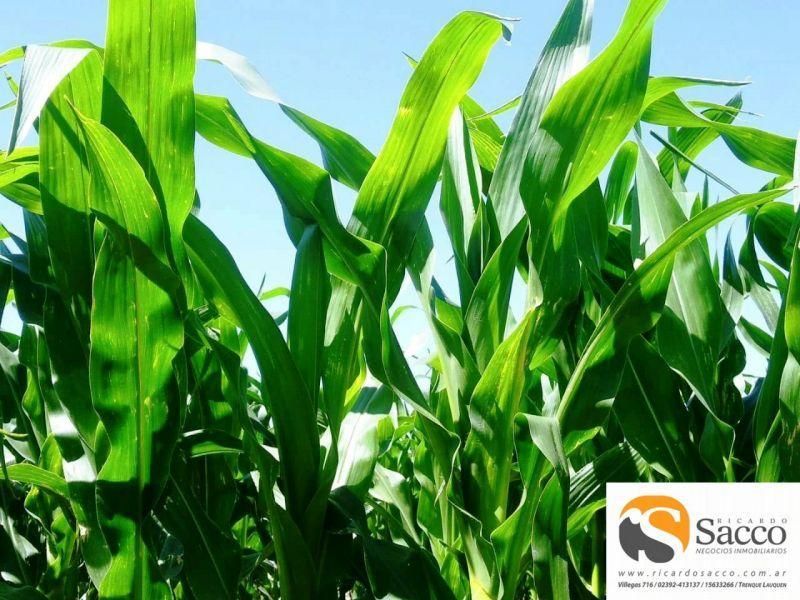 Campo en venta Rivadavia
