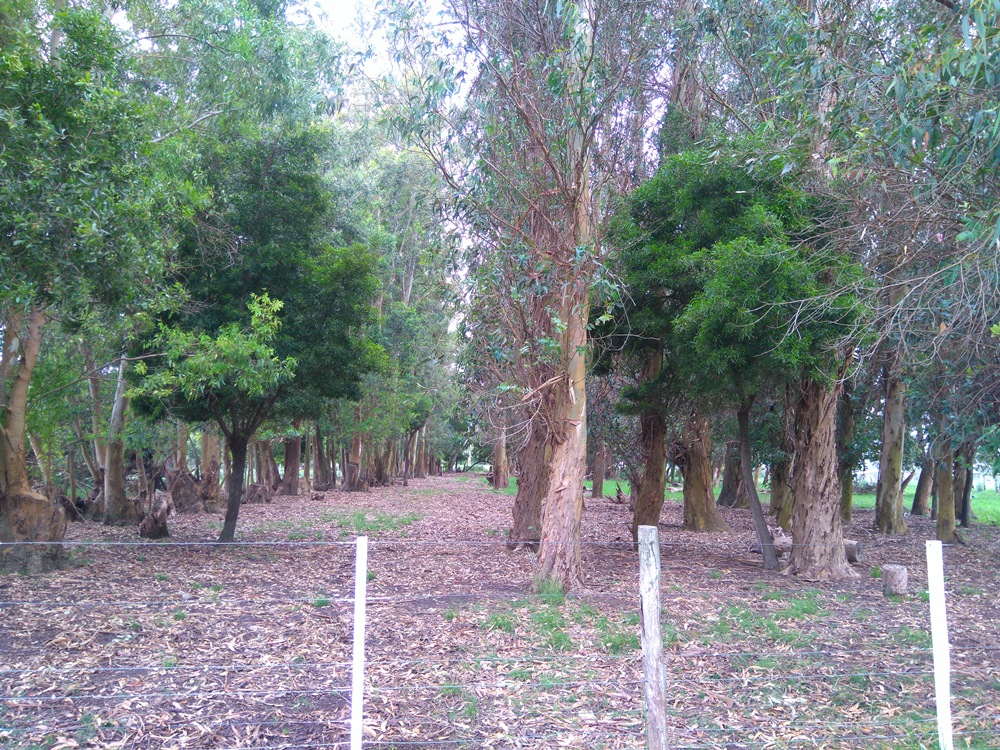 Campo EN VENTA